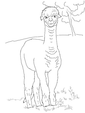 Funny Alpaca Coloring Page